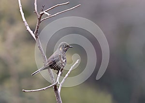 Chestnut bellied rockthrush