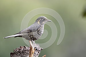 Chestnut bellied rockthrush