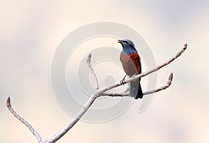 Chestnut-bellied rockthrush