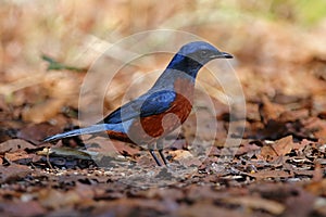 Chestnut-bellied Rockthrush Monticola rufiventris Male Beautiful Birds of Thailand