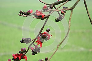 A Chestnut-bellied Starling Lamprotornis pulcher is sitting next to a red flower of Shimul Red Silk Cotton Tree.