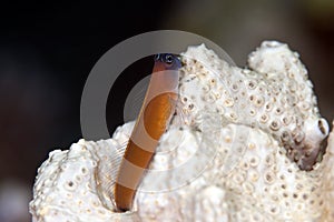 Chestnut blenny