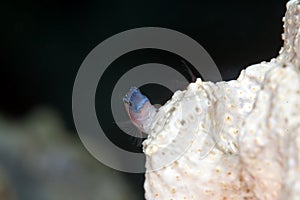 Chestnut blenny