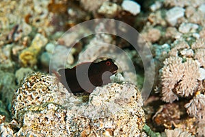 Chestnut blenny