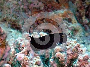 A Chestnut Blenny Cirripectes castaneus in the Red Sea