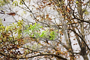 Chestnut blooms in autumn