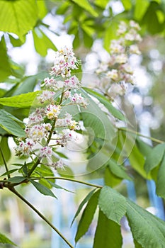 Chestnut in blossom in the spring, an unusual flower