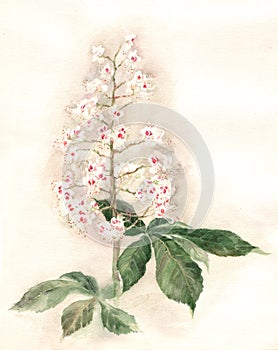 Chestnut blossoms watecolor painting