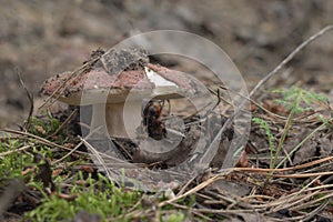 chestnut bolete. cap of the mushroom is characteristically ripped at the edge