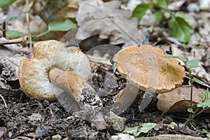 The Chestnut Bolete Gyroporus castaneus is an edible mushroom photo