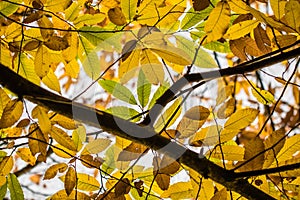 Chestnut branch tree with yellow, green and brown fall autumn seasonal leaves