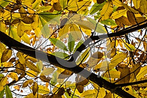 Chestnut branch tree with yellow, green and brown fall autumn seasonal leaves