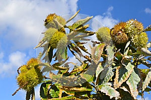 Chestnut branches with fruits or ripe chestnuts on blue sky back