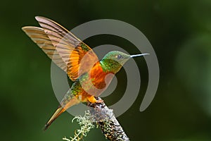 Chestnut Breasted Coronet