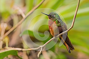 Chestnut-breasted Coronet - Boissonneaua matthewsii