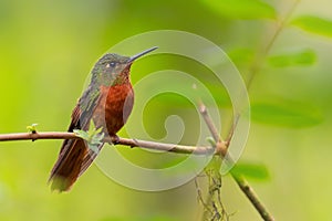 Chestnut-breasted Coronet - Boissonneaua matthewsii