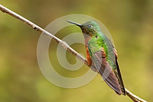 Chestnut-breasted Coronet - Boissonneaua matthewsii