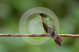 Chestnut-breasted Coronet - Boissonneaua matthewsii