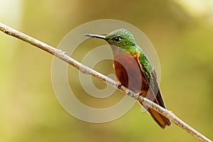 Chestnut-breasted Coronet - Boissonneaua matthewsii