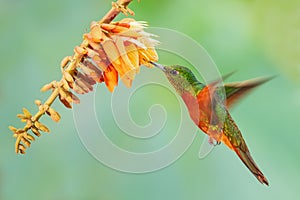 Chestnut-breasted Coronet - Boissonneaua matthewsii