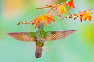 Chestnut-breasted Coronet - Boissonneaua matthewsii