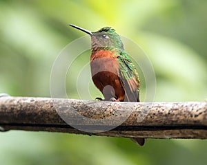 Chestnut-breasted Coronet (Boissonneaua matthewsii) photo