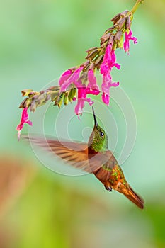 Chestnut-breasted Coronet - Boissonneaua matthewsii photo