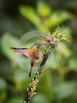 The Chestnut-breasted Coronet, Boissonneaua matthewsii photo