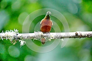 Chestnut-breasted coronet in Ecuador