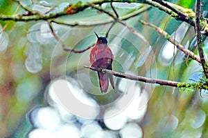 Chestnut-breasted coronet hummingbird