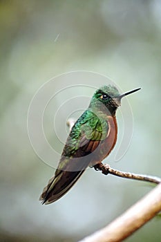 Chestnut-breasted coronet hummingbird