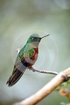 Chestnut-breasted coronet hummingbird