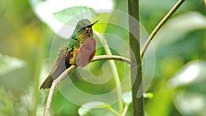 Chestnut-breasted coronet hummingbird