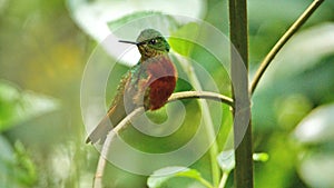 Chestnut-breasted coronet hummingbird