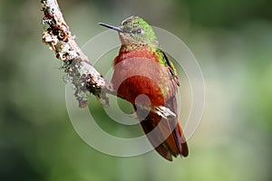 Chestnut-breasted Coronet hummingbird