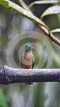 Chestnut-breasted coronet hummingbird on a twig