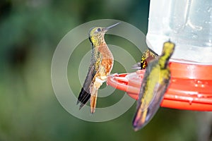 Chestnut-breasted coronet hummingbirds