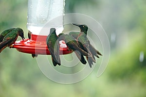 Chestnut-breasted coronet hummingbirds