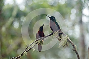 Chestnut-breasted coronet hummingbirds