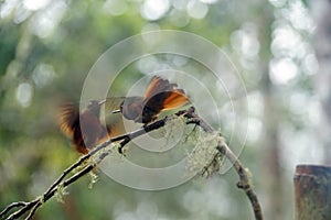 Chestnut-breasted coronet hummingbirds fighting