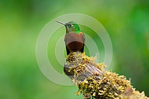 Chestnut-Breasted Coronet in the Rain photo