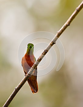 Chestnut-breasted Coronet on twig