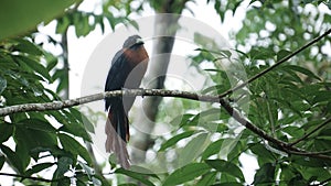 The chestnut-breasted malkoha (Phaenicophaeus curvirostris) is a species of cuckoo in the family Cuculidae