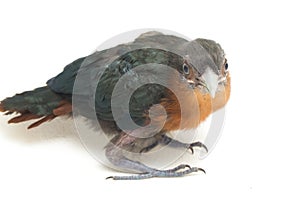 The chestnut-breasted malkoha Phaenicophaeus curvirostris isolated on white background