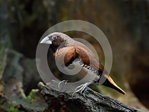 Chestnut-breasted munia (Lonchura castaneothorax)