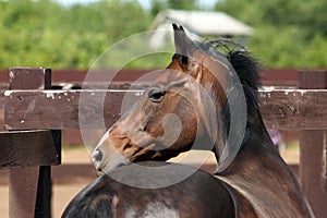 Chestnut brown horse looking over fence