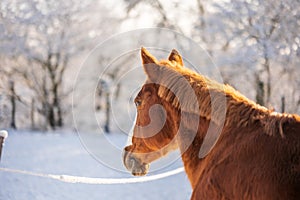 Chestnut brown horse looks into snowy winter landscape on a sunny day. Beautiful light at sunrise on a cold winter morning.