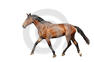 Chestnut brown horse running free on white background