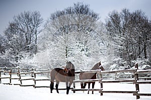 Chestnut brown horses in a cold winter pasture