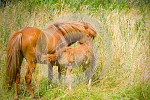 a chestnut brown mare of an Icelandic Horse with it`s lovely foal